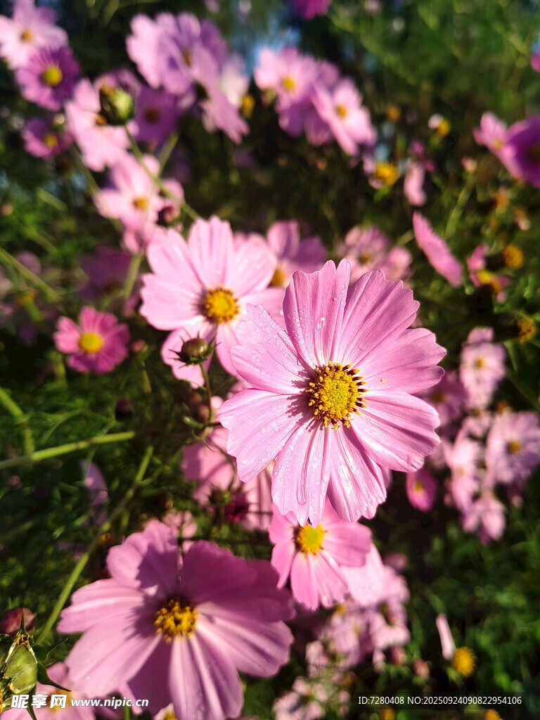 粉色雏菊绽放于花丛中