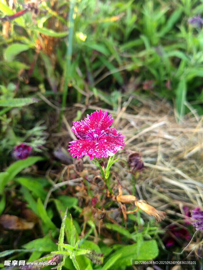 草丛中的艳丽粉色花朵
