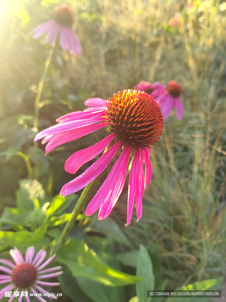 阳光下的艳丽紫锥菊