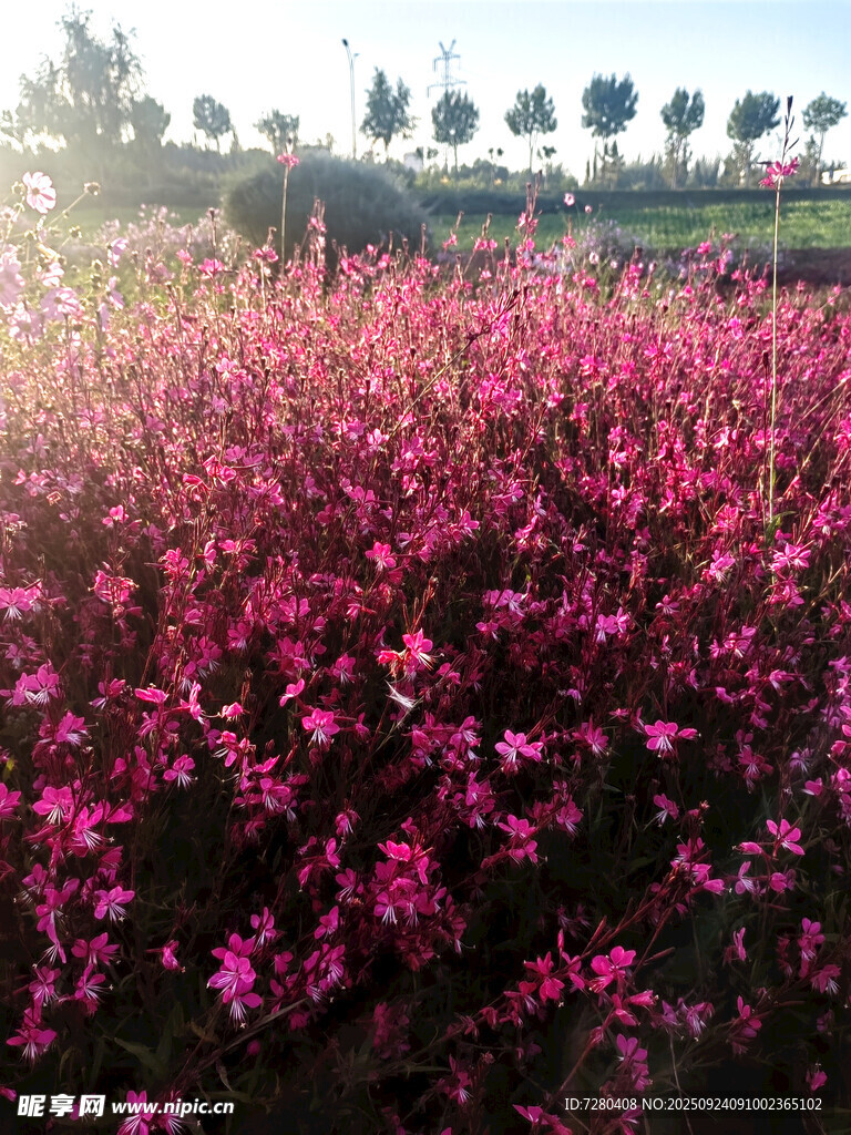 春日烂漫桃林花海