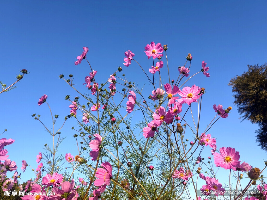 蓝天映衬下的绚烂格桑花