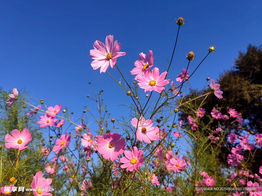 格桑花