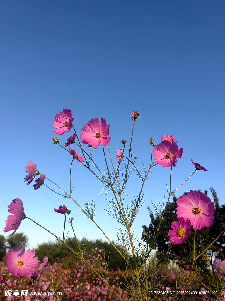 蓝天映衬下的娇艳格桑花