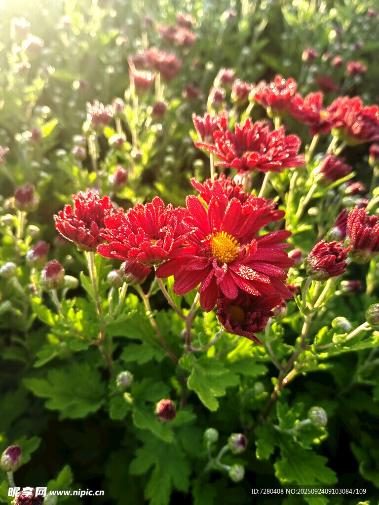 阳光下的艳丽红菊花
