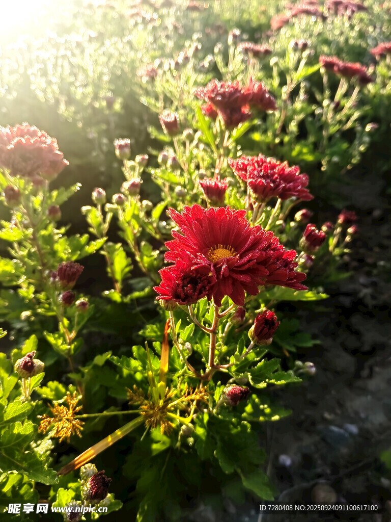 阳光下的艳丽红色菊花