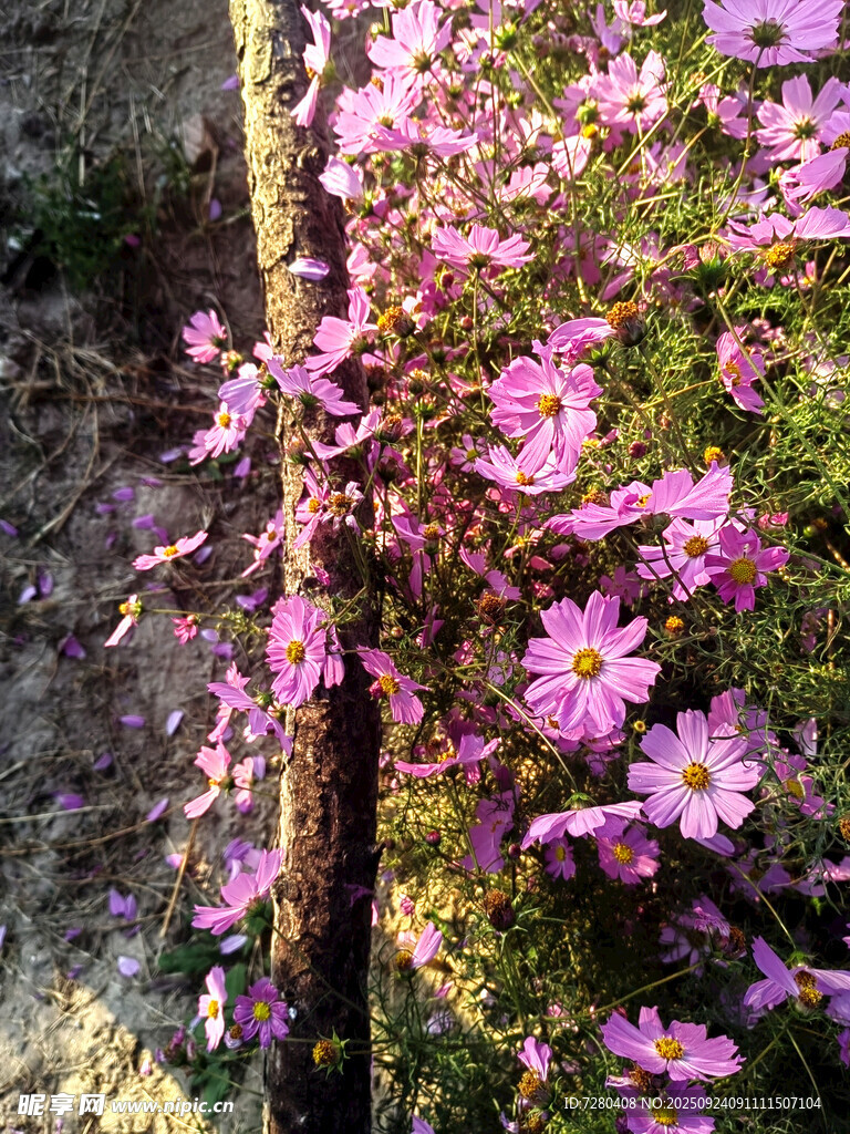 格桑花