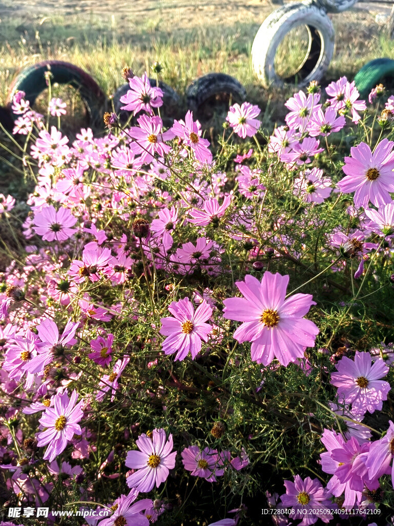花丛中的废旧轮胎景观格桑花