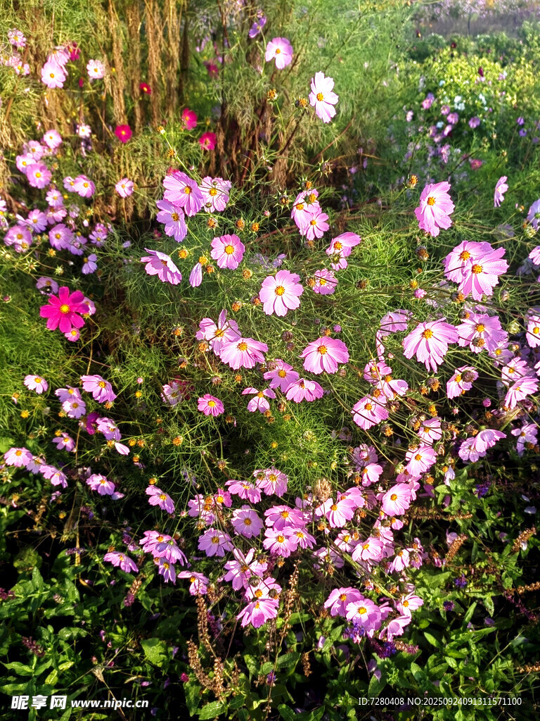格桑花