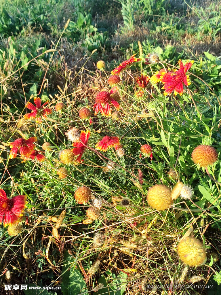 多彩花卉绽放于草地间