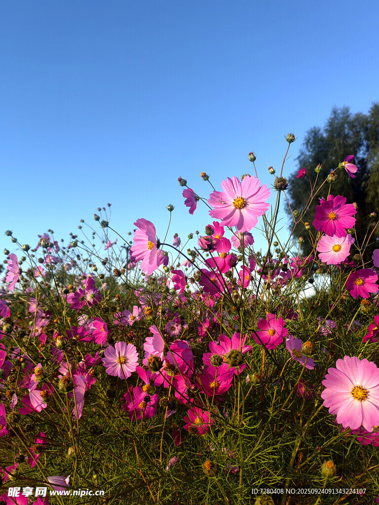 格桑花