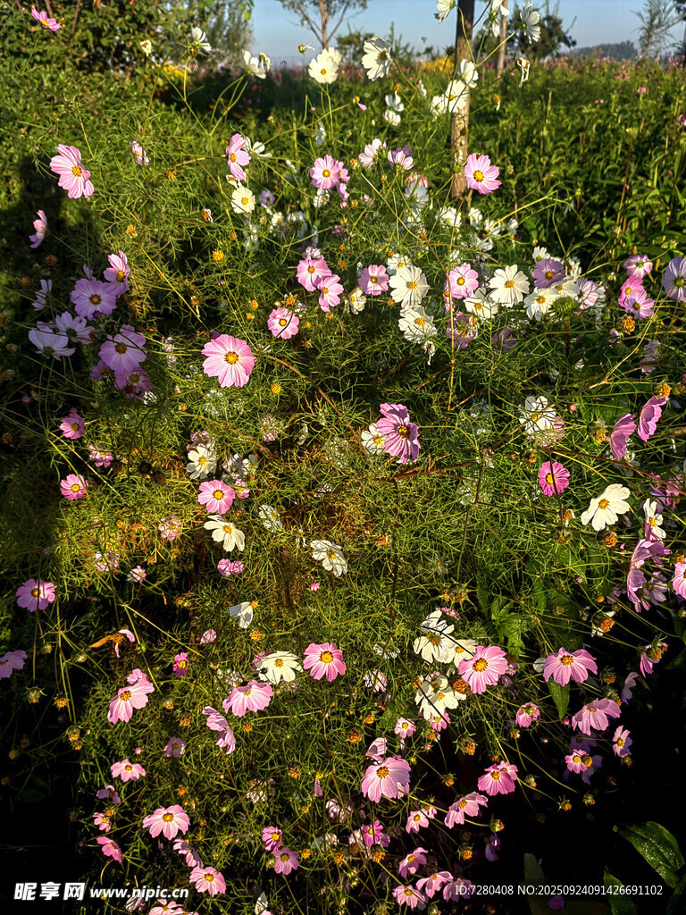 格桑花