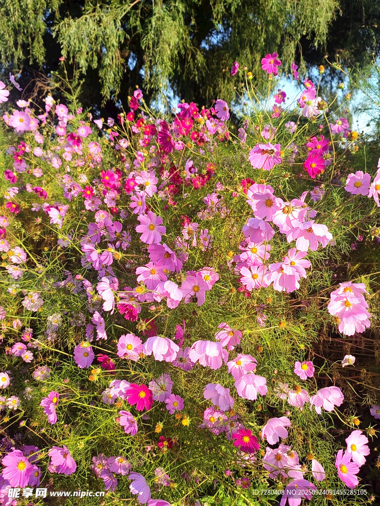 格桑花