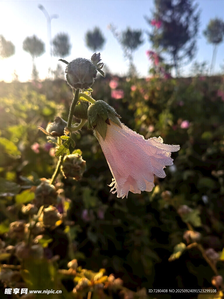阳光下的粉色绽放花朵