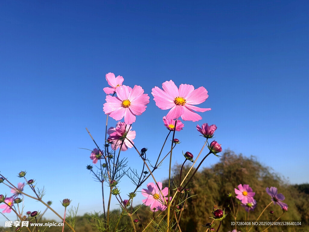 蓝天映衬下的娇艳格桑花