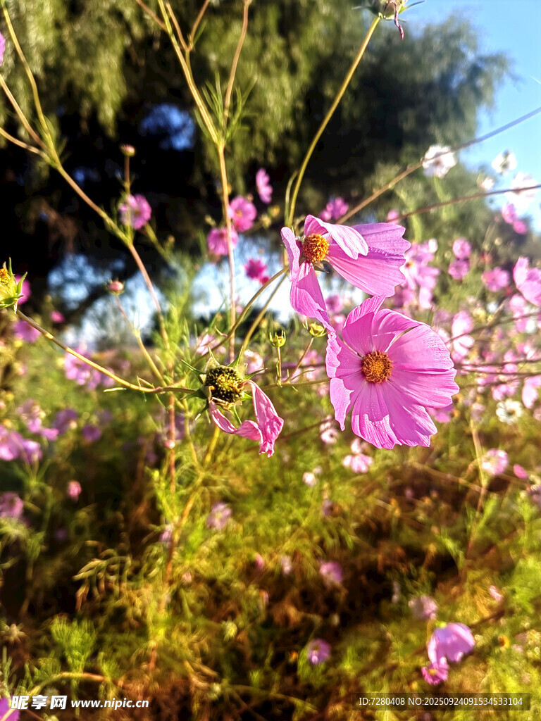 绽放的粉色波斯菊