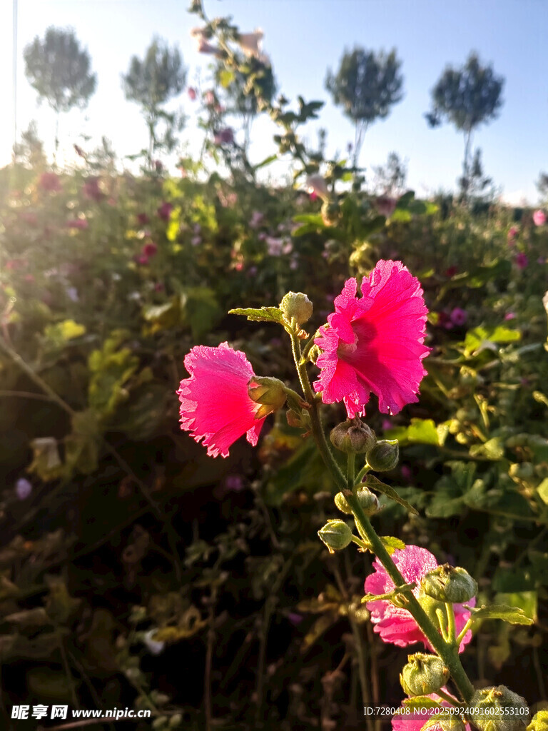 阳光下绽放的艳丽花朵