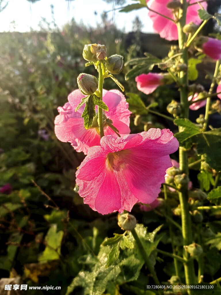 阳光下绽放的粉色蜀葵花