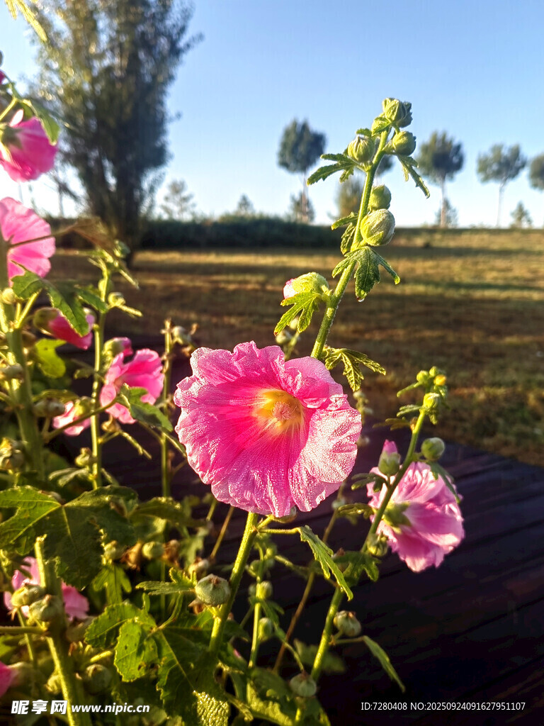 田野中的娇艳粉色蜀葵花