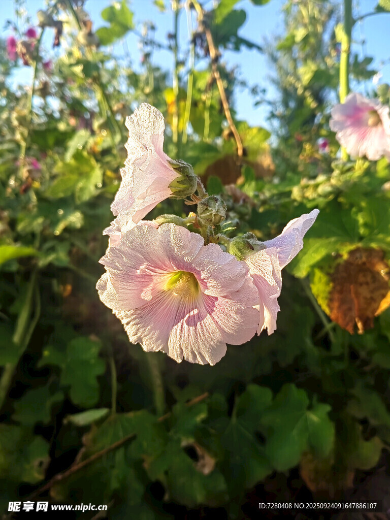 阳光下绽放的美丽牵牛花