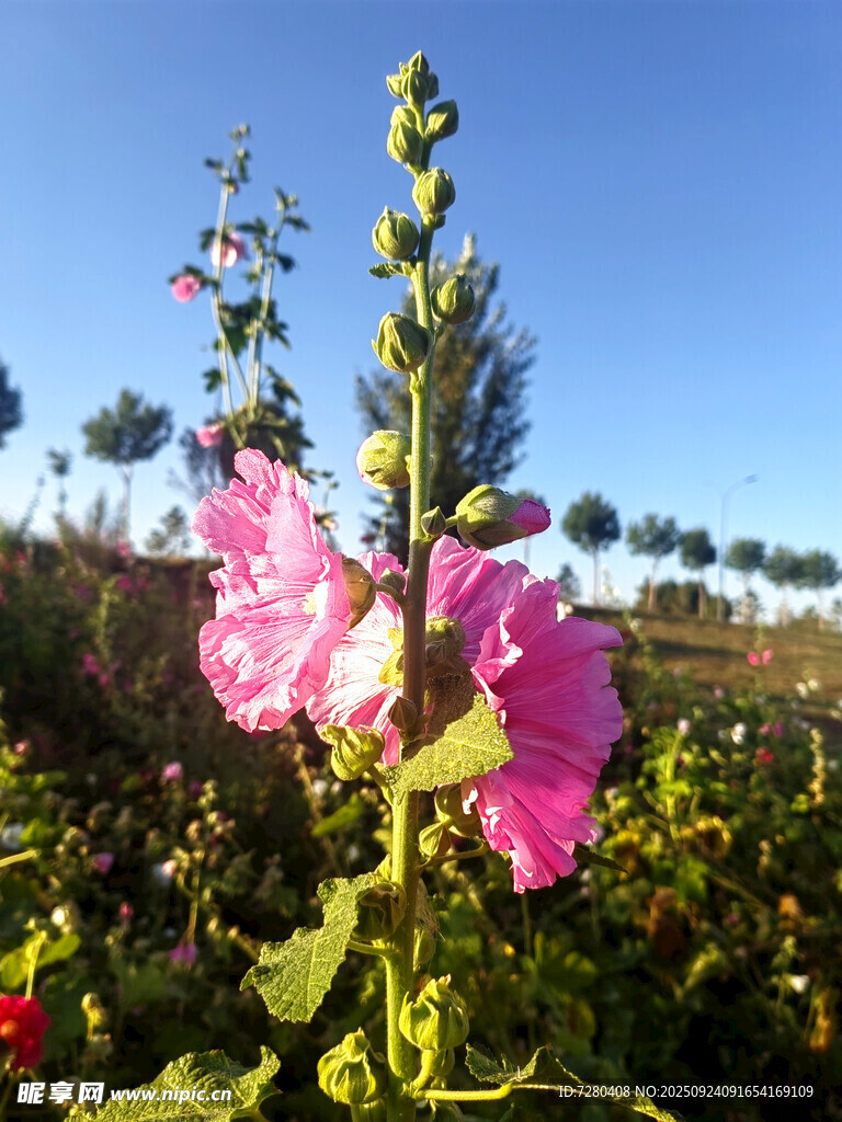 田野中绽放的娇艳蜀葵花
