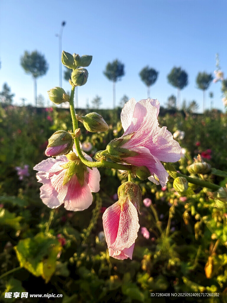 粉色木槿花绽放美景