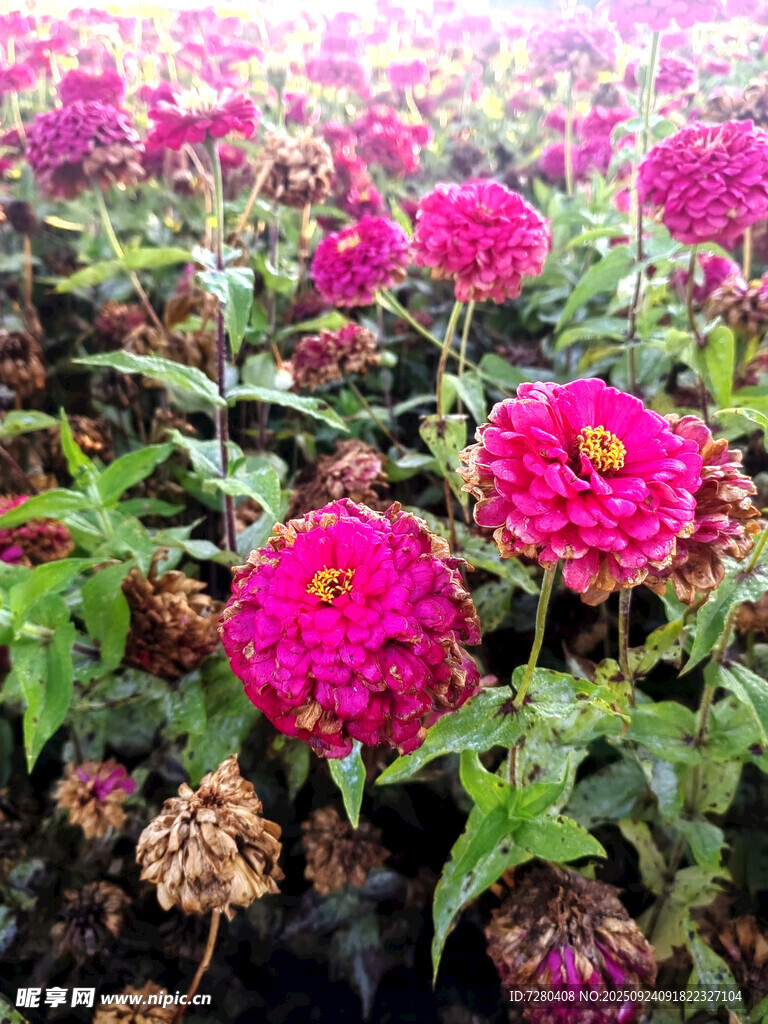 艳丽百日菊绽放花田