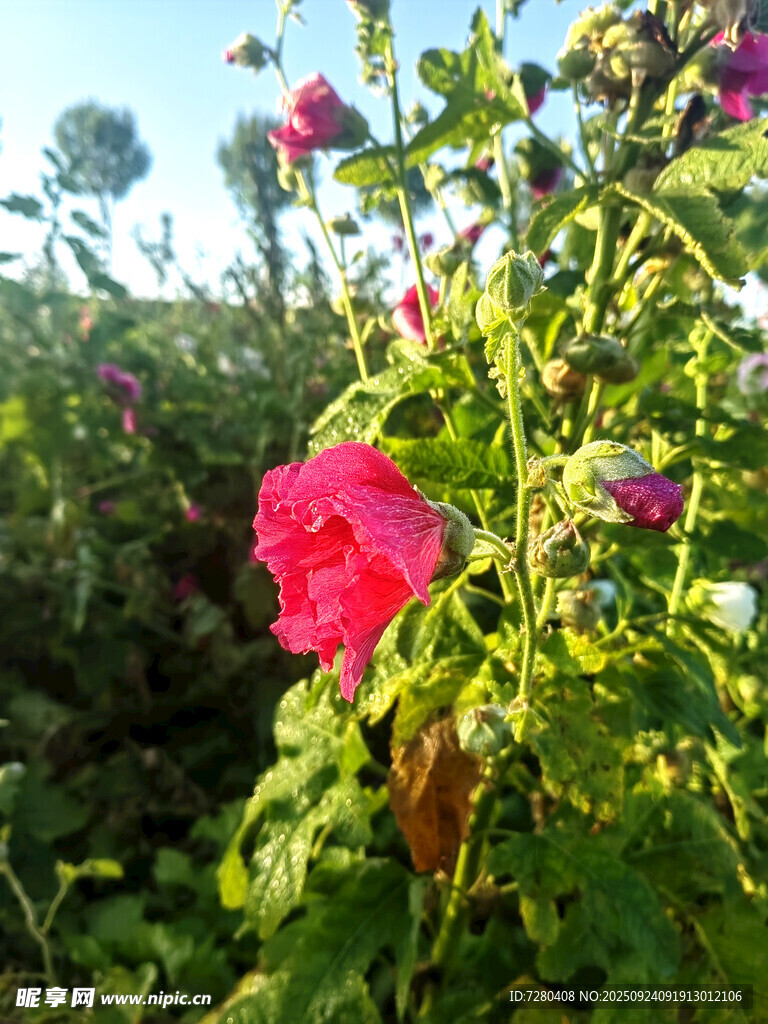 阳光下娇艳的红色花朵