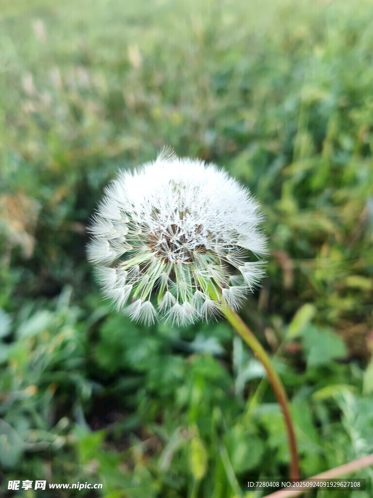 田野中的白色蒲公英
