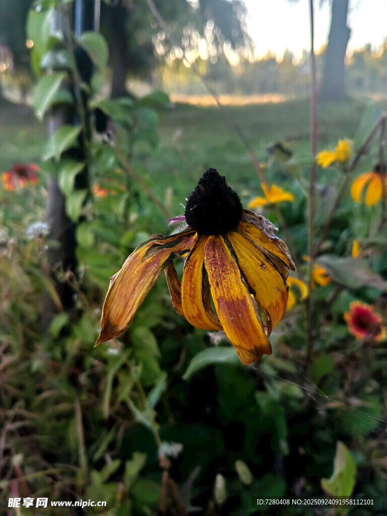 秋日花园中的单朵黑心菊