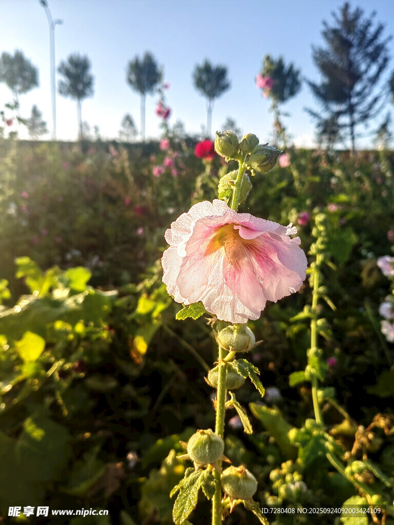 阳光下绽放的美丽蜀葵花