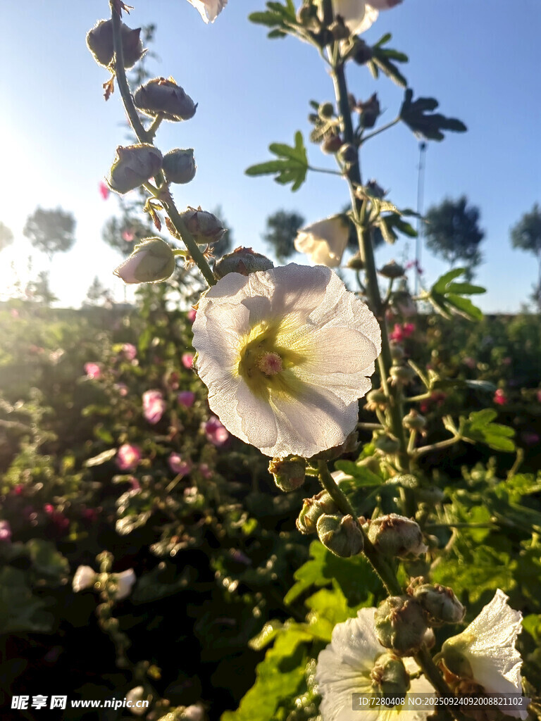 阳光下绽放的美丽花朵