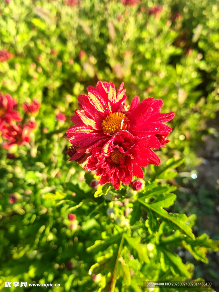 娇艳红花朵于绿叶间绽放