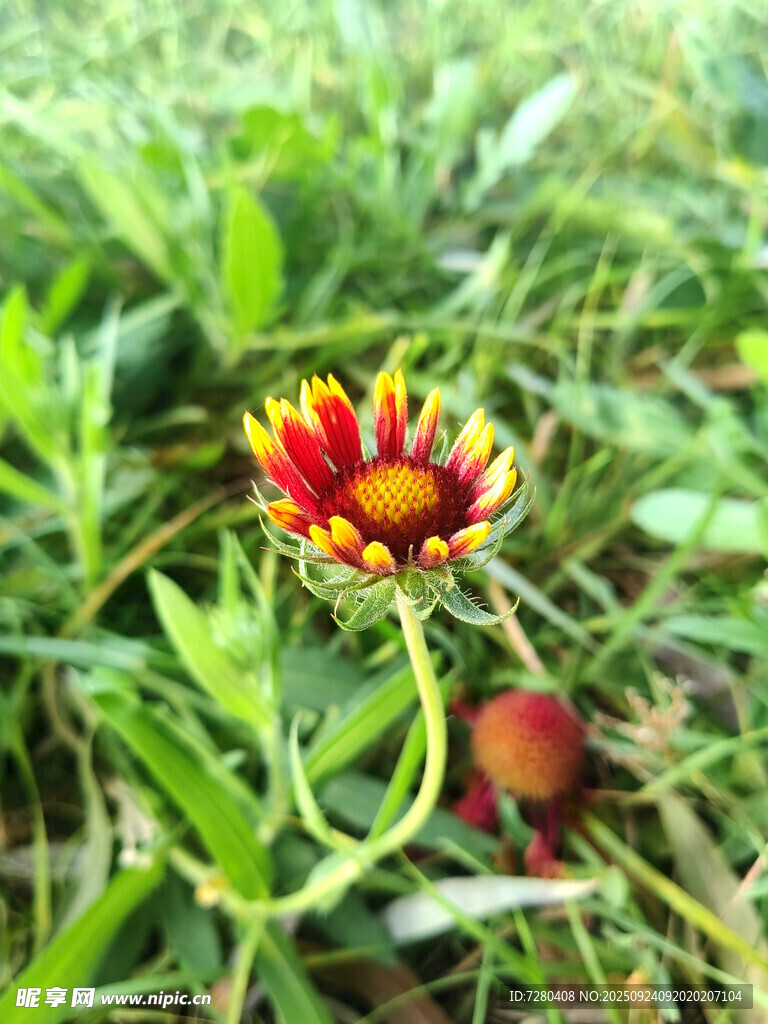 草丛中的艳丽花朵