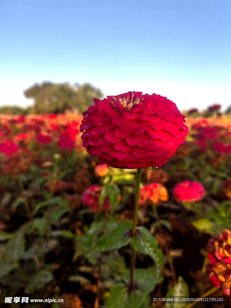 艳丽红花朵于花海绽放