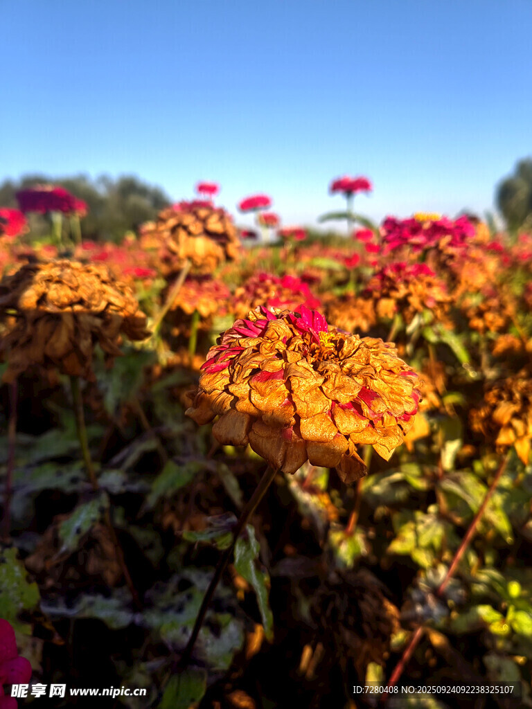 秋日绚烂花卉景观