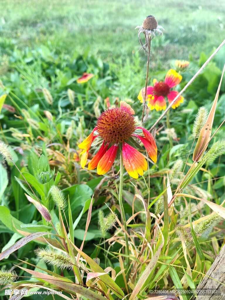 田野中的艳丽黑心菊