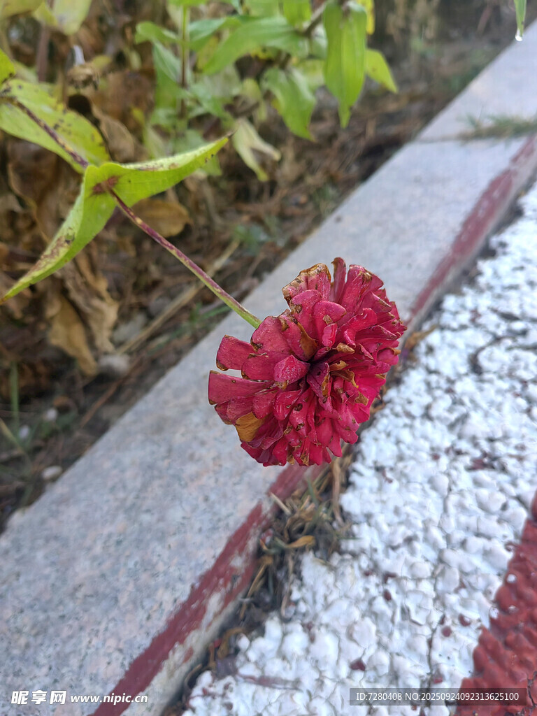 路边绽放的红色鲜艳花朵