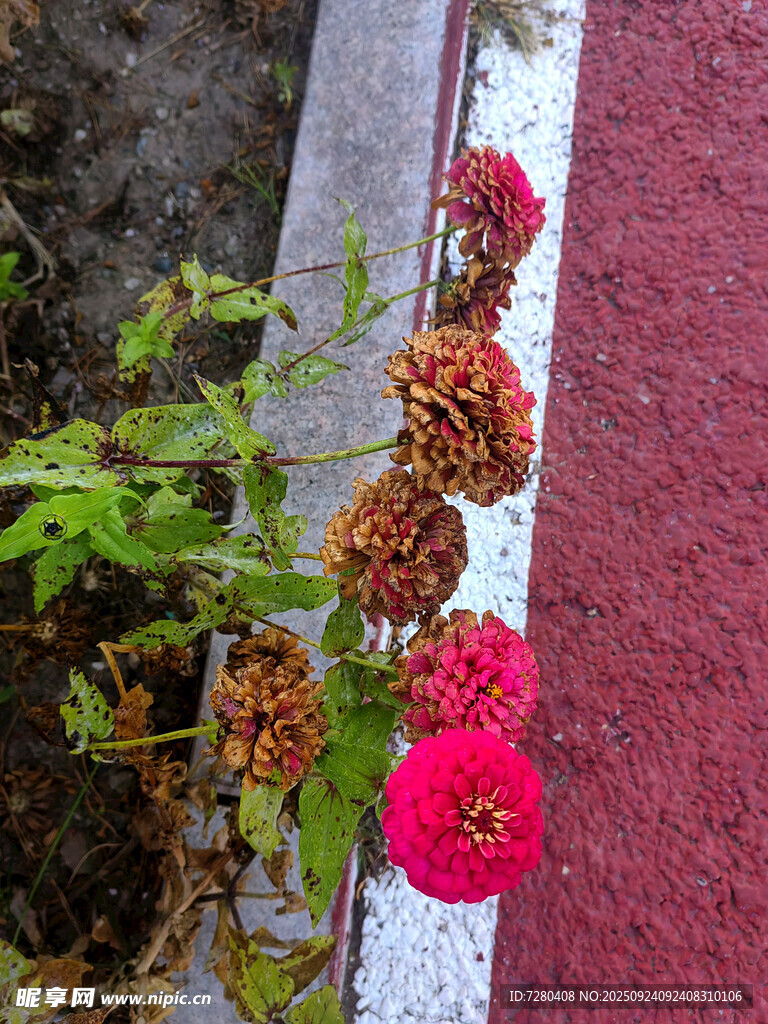 墙边绽放的多彩花卉