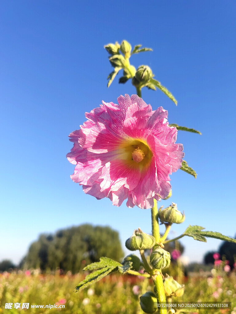 田野中绽放的粉色蜀葵花