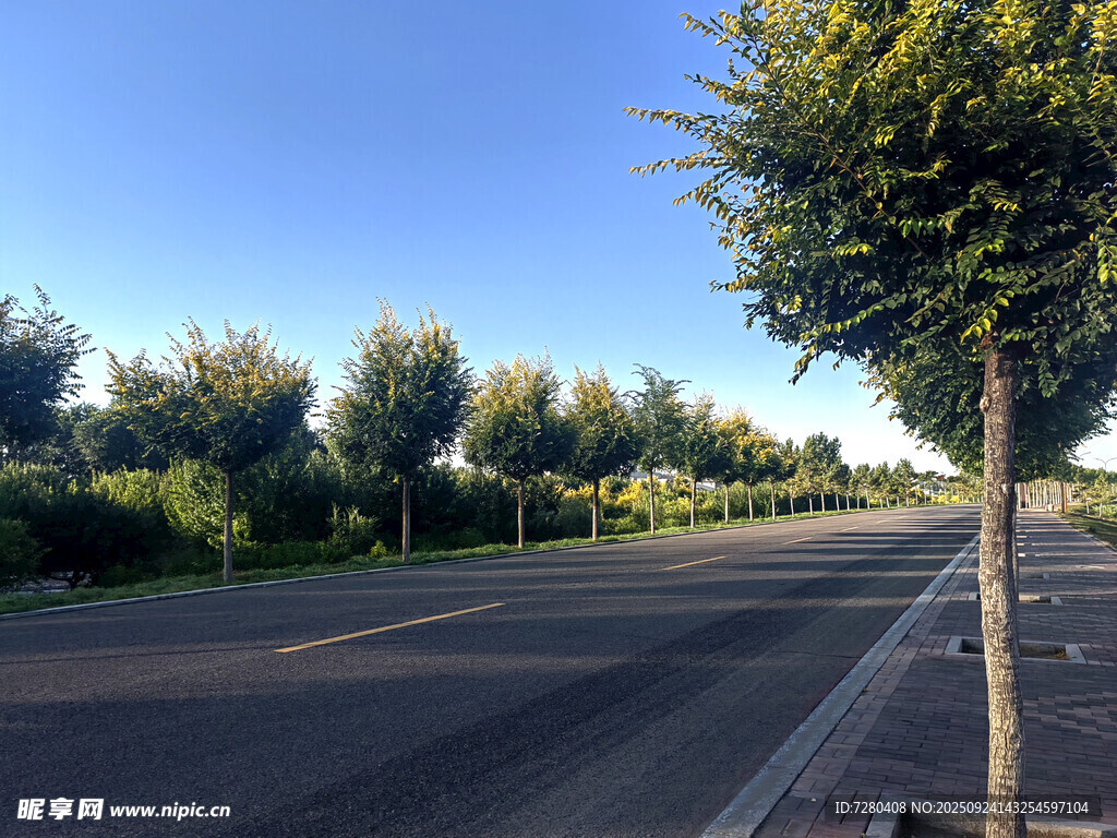 乡村林荫路风景