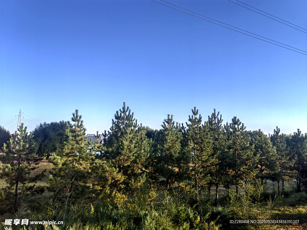 秋日松林风景