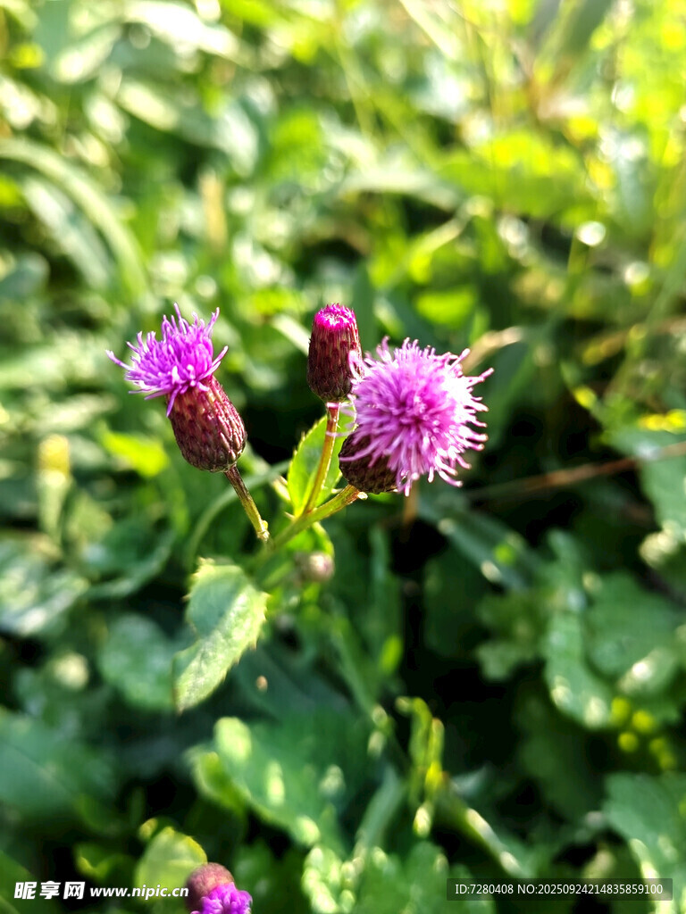 紫色蓟花绽放于绿叶间