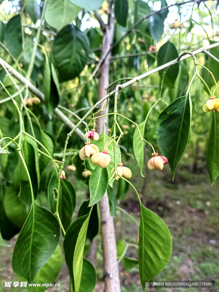 枝头挂着嫩绿的果实