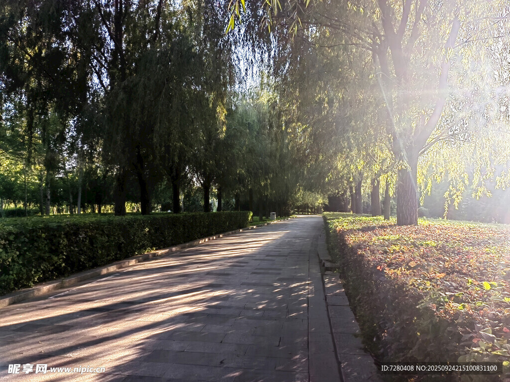 林间小道阳光洒落美景