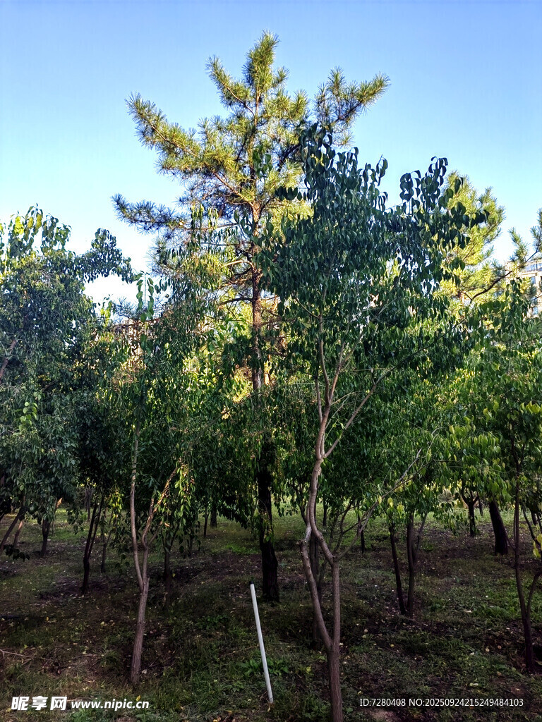 阳光照耀下的树林景观