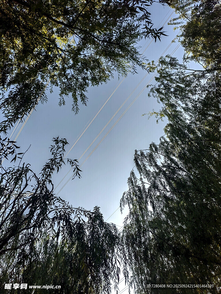 仰视垂柳与蓝天