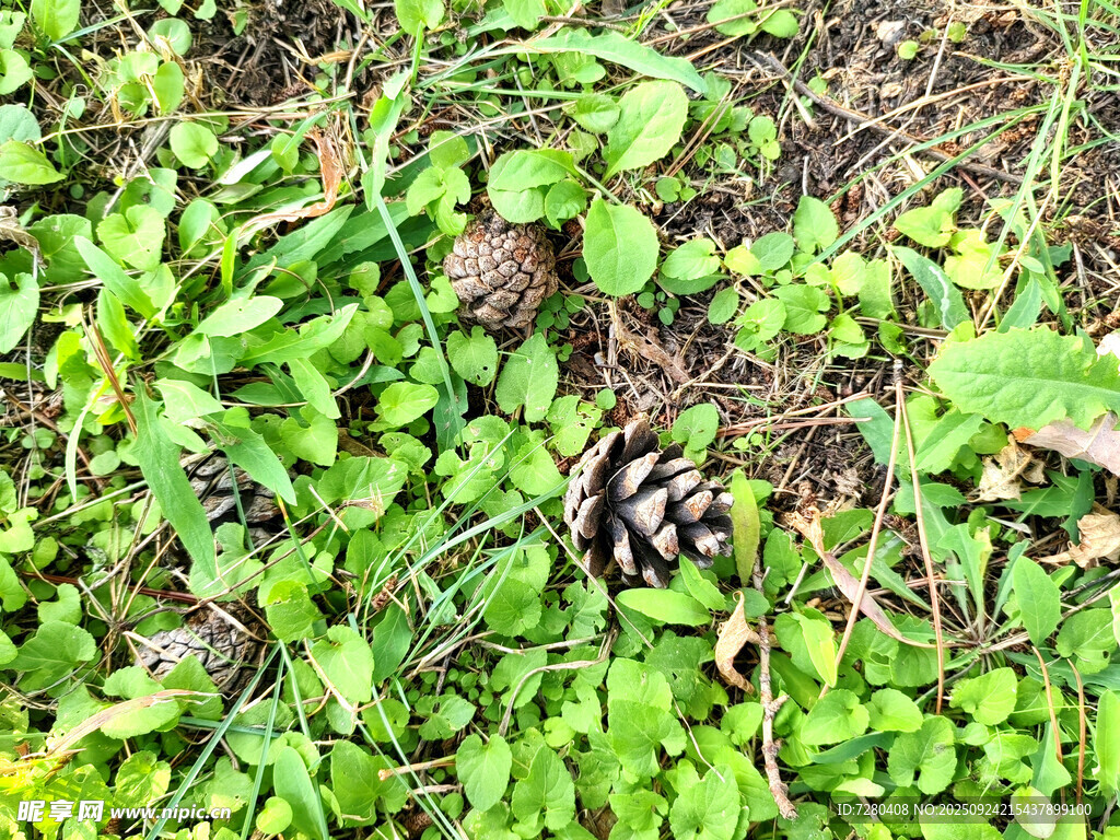 草地上的蘑菇与绿植