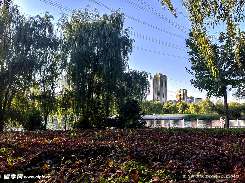 秋日湖畔落叶美景