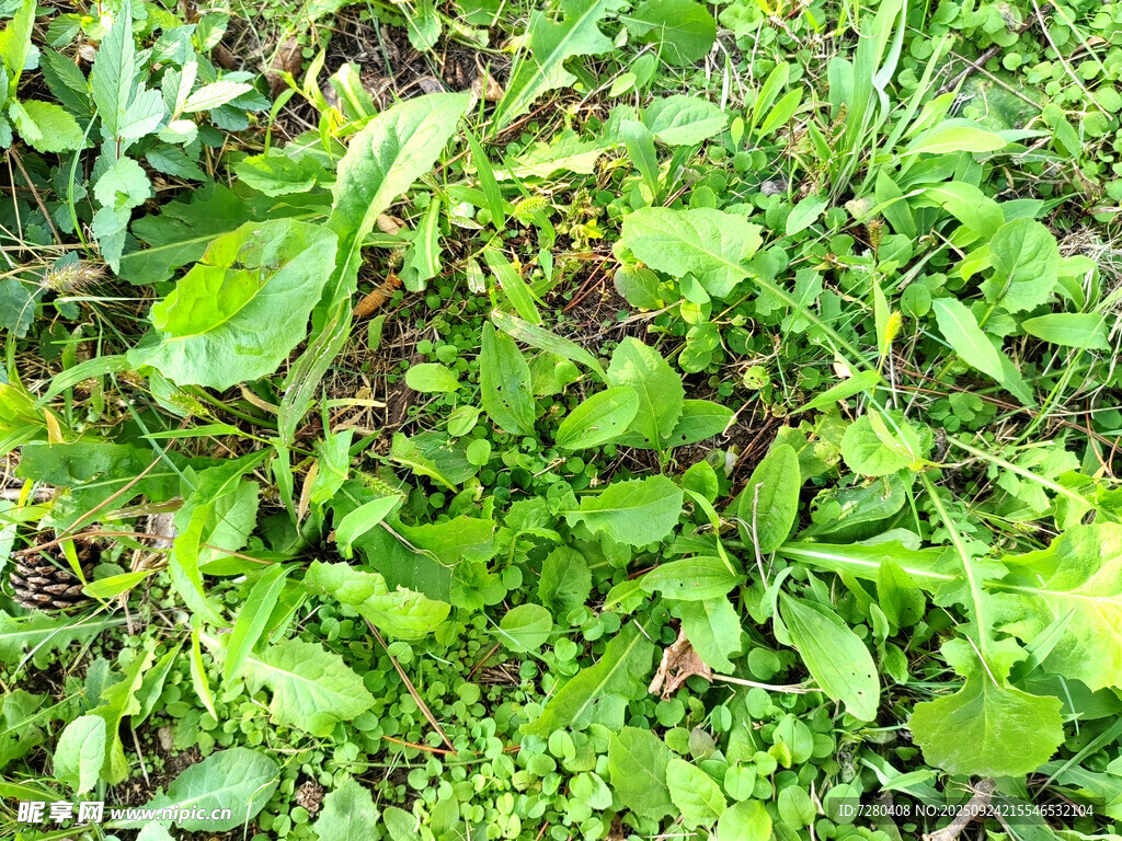 繁茂绿植景观