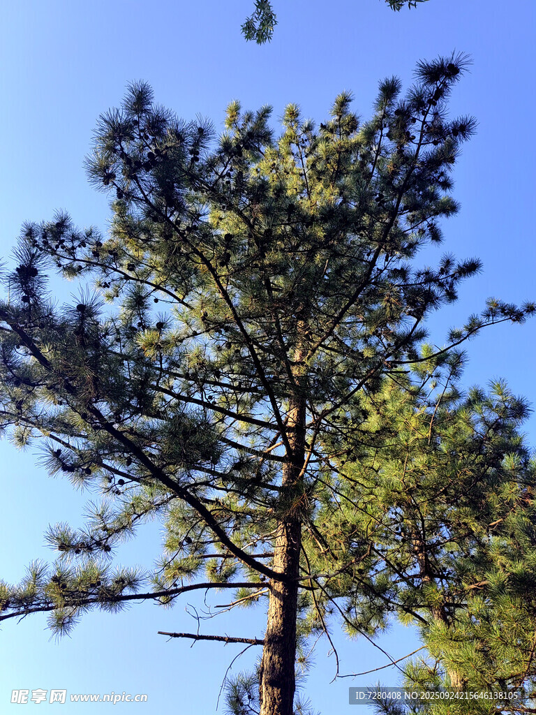 挺拔松树迎蓝天